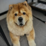 Chien chow chow