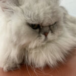 Chat angora