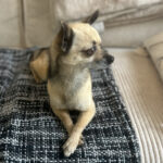 Chien chihuahua