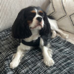 Chien cavalier king charles