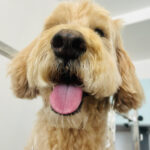 Chien golden doodle